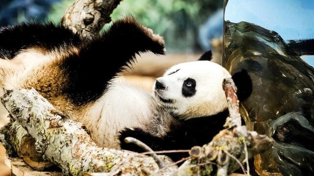 Is de reuzenpanda in Ouwehands Dierenpark zwanger?