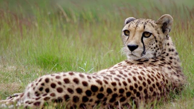Iraanse natuurbeschermers achter tralies