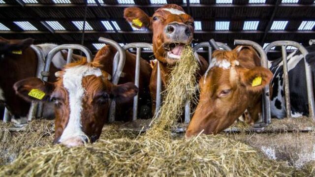 Tekort aan hooi door aanhoudende droogte