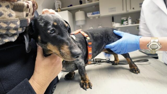 'Honden bij import screenen op brucellose'