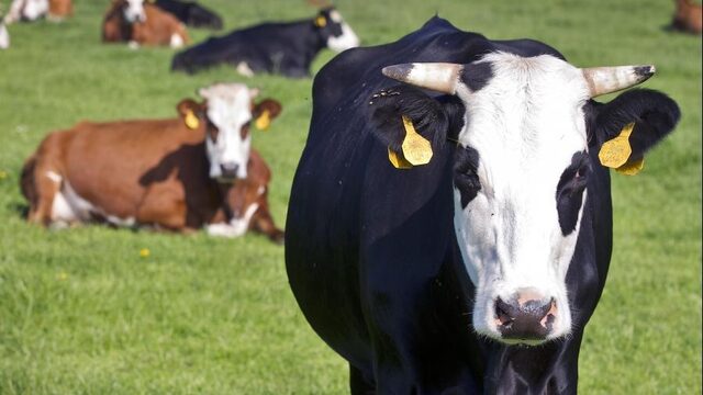 RIVM noemt kritiek op rekenmodellen voor stikstofneerslag onbegrijpelijk