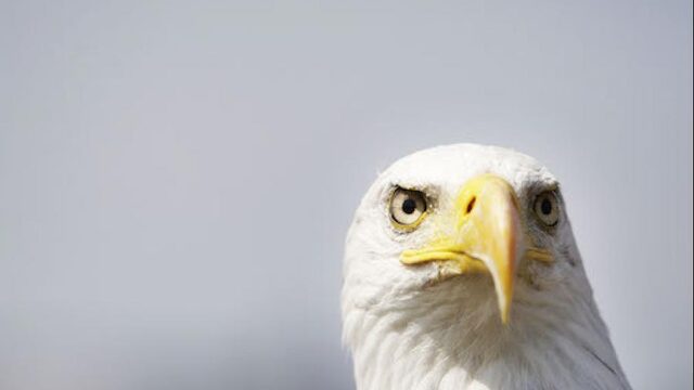 Bruidspaar op zoek naar door roofvogel verloren trouwringen