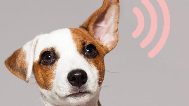 Recordaantal inzendingen voor NTR Podcastprijs