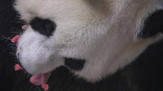 Onverwachte geboorte van pandatweeling in België