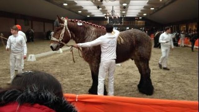 Sluiproute houdt verminking paarden in stand