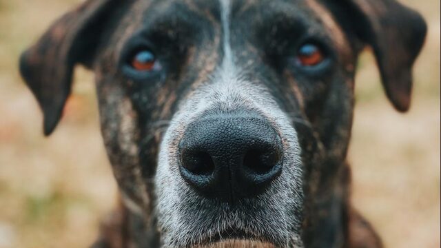 'Waarom ik veel meer hield van oude honden dan van puppy's'