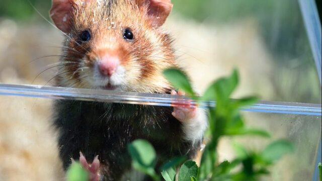 KU Leuven: mogelijk coronavaccin werkt bij hamsters