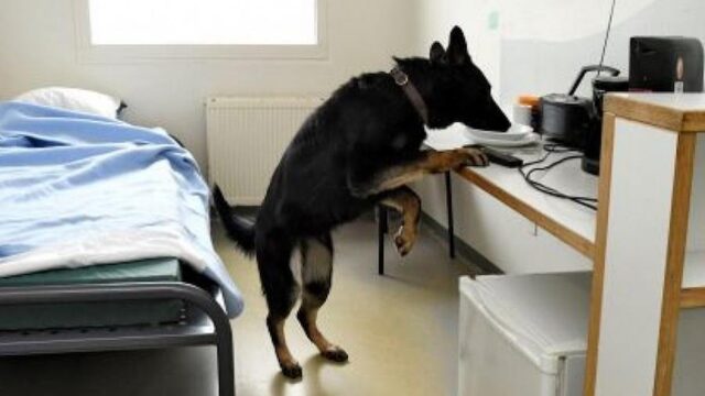 Baas in bajes: 'De telefoons zijn zo klein, die kan je gewoon in je mond stoppen'