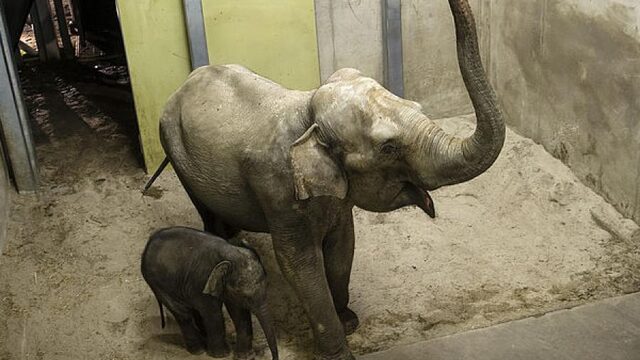 Je mag gewoon een olifant als huisdier hebben