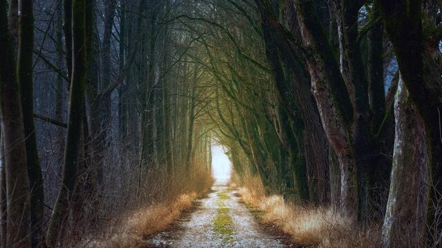 Bomen in karakteristieke dorpsstraat maken plaats voor asfalt
