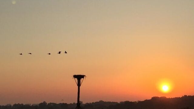 Prijs voor NPO Radio 1-programma Vroege Vogels