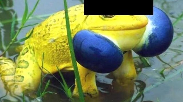 ‘Zelfcensuur biologen nodig om illegale dierenhandel te beperken’