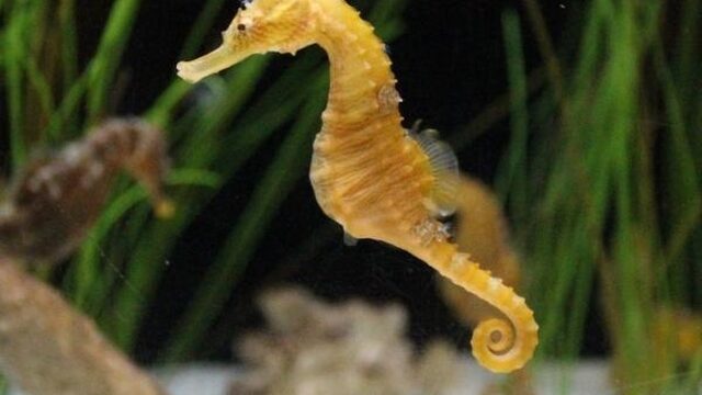 Zeepaardjes zijn uniek en wel hierom