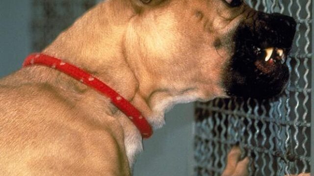 TrendingVandaag: Pitbulls gered van hondengevechten