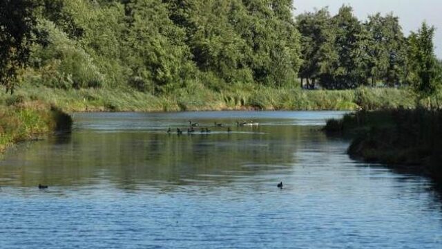 Honderdduizend dode vissen in Brabants riviertje