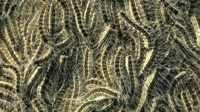 In 2017 extra overlast door eikenprocessierups verwacht