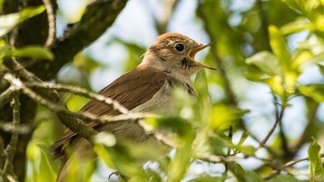 Europees vogelconcert op NPO Radio 1