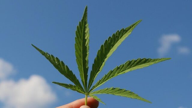 Cannabis maakt je gevoeliger voor valse herinneringen