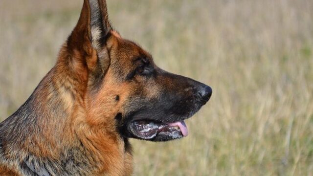 Hond kan 'ruiken' of iemand kanker heeft