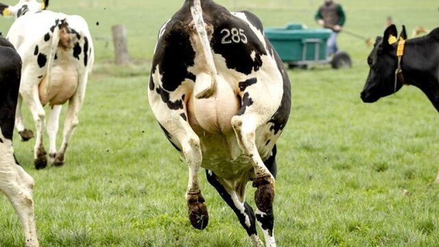'Ooit aten we dieren: De toekomst zal veganistisch zijn'