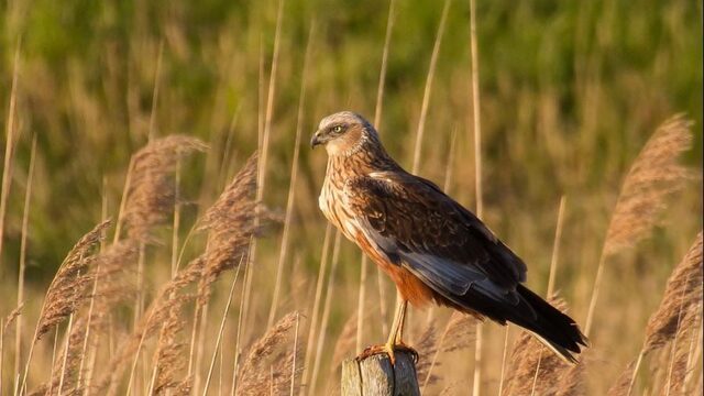 Gaat ultieme poging om weidevogels te beschermen te ver?