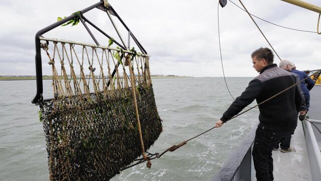 Volbouwen Noordzee met windmolens: ‘De burger pikt dit niet, weet het effect niet’