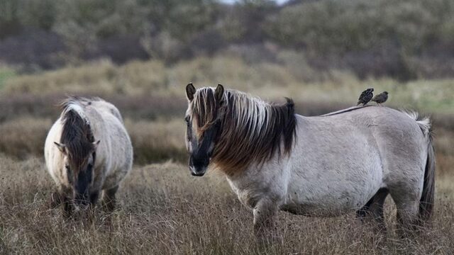 Paardenkolonie Oostvaardersplassen ook elders in de problemen