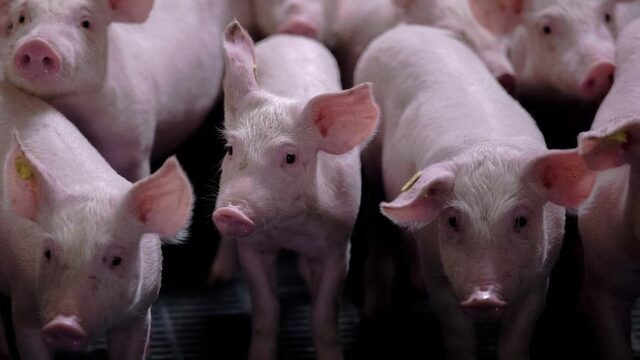 'Over een paar decennia is veganisme de norm in Nederland'