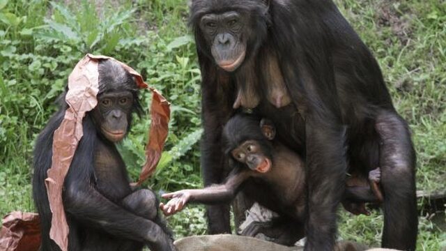 Hippie chimpansees; veel sekspartners, maar niet veel vaders