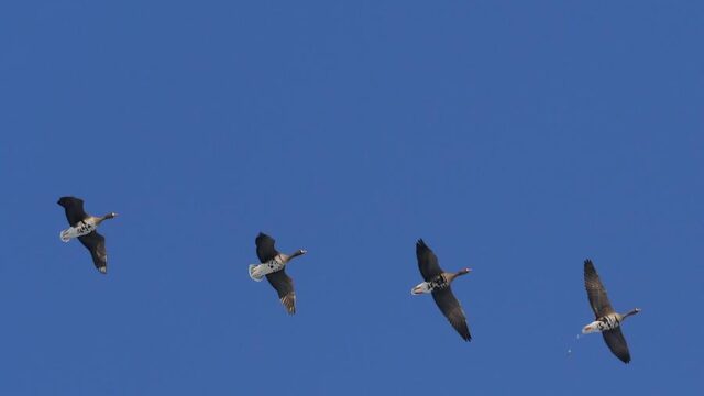 Is de lucht blauwer?