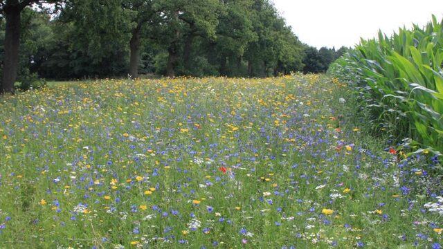 Landbouw ten koste van natuur en biodiversiteit: dit kun jij daaraan doen