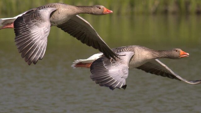 Vogels vallen dood uit de lucht: 5 vragen over de vogelgriep