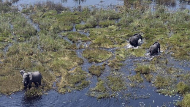 Podcast De Dag: Hoe moet Botswana met olifanten omgaan?