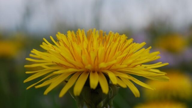 Stadse paardenbloem anders dan die op het platteland? Help mee met onderzoek!