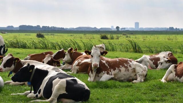 Actie: meer bomen in de wei voor koeien