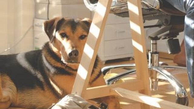 Een hond op kantoor zorgt voor minder stress