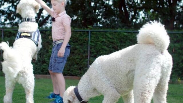 Alexander (8) bloeit op door zijn therapiehonden