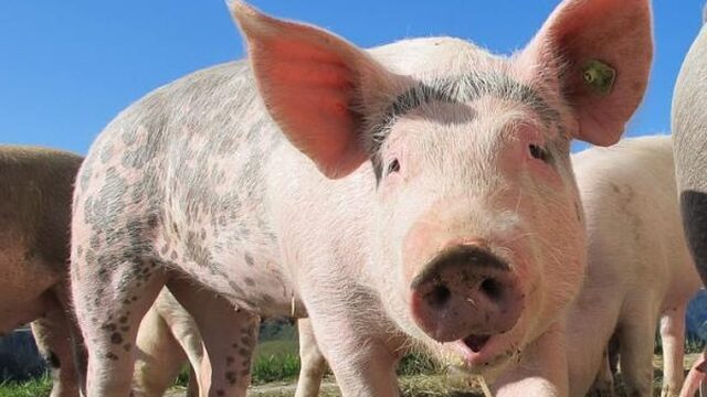 Lopen we binnenkort rond met een varkenshart?