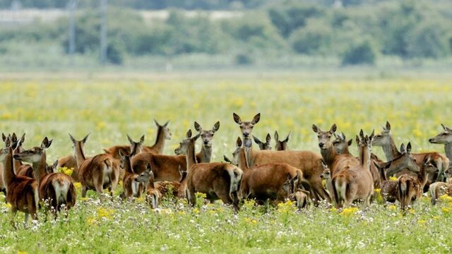 Als de jagers van Staatsbosbeheer moordenaars zijn, wat maakt dat dan van de Koninklijke familie?