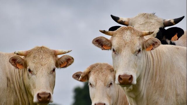 'We liggen als Doornroosje te wachten op de stikstofprins'