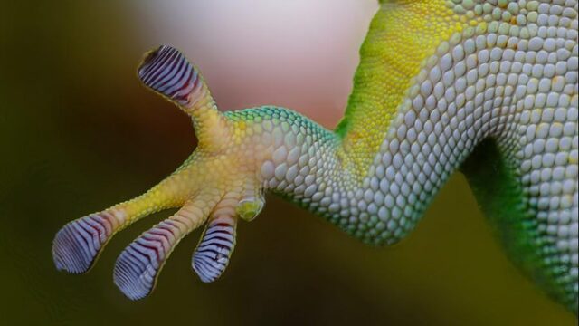Zo rent de gekko pijlsnel over het water