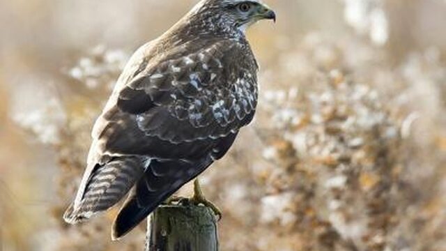 Drie bijzondere voorbeelden van polygame vogels