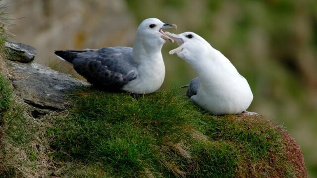 Maag Noordse stormvogel minder vol met plastic