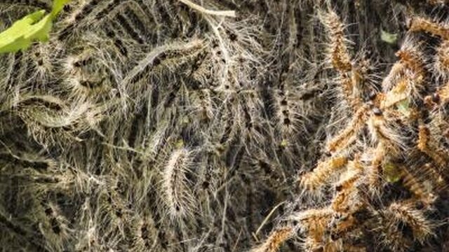 Petitie voor bestrijding eikenprocessierups