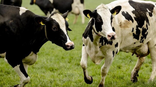 Kan de boer nog wel boeren? Op bezoek bij de boeren zelf