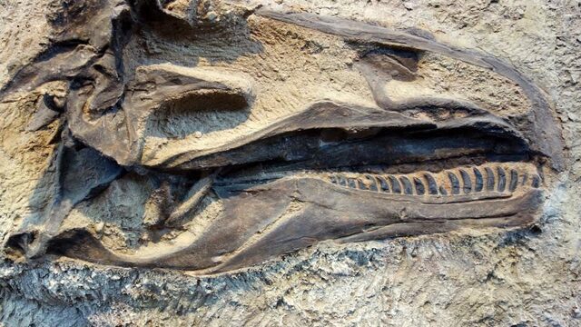 Paleontoloog Anne Schulp werkte mee aan ontdekking nieuwe dinosauriër