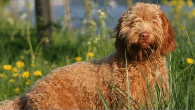 Natuur door de ogen van de hond: 'Dit is mijn gebied' | NPO Radio 1
