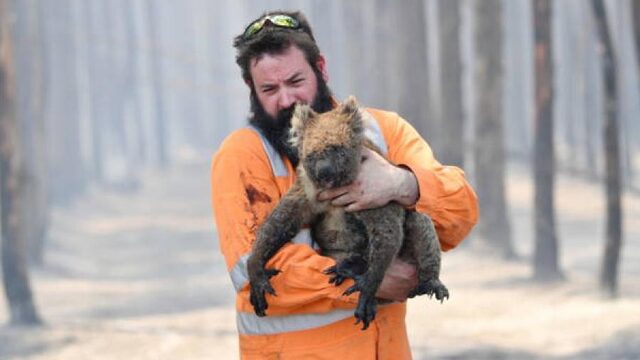 Massale sterfte in Australië dwingt ons om naar dieren te luisteren