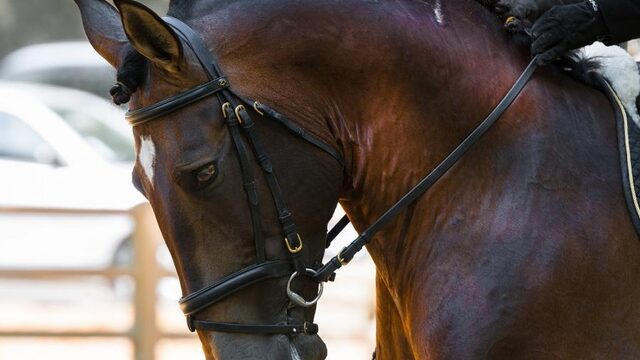 Wedstrijdpaard omgebracht na beenbreuk: zielig of noodzakelijk?