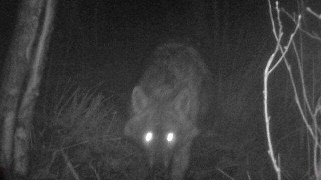 Gaat goudjakhals zich na de wolf ook vestigen in Nederland?